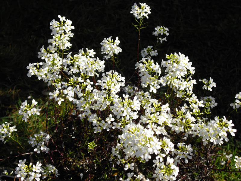 Arabis ferdinandi-coburgii